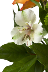 white flower and spores.