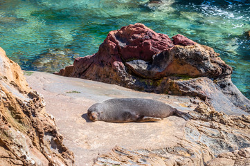New Zealand fur seal or kekeno at coast, sunbathing on a rock