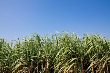 Sugar cane field in blue sky