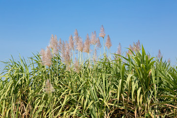 Sugar cane field in blue sky