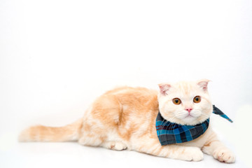 Portrait of Scottish cat isolate on white background