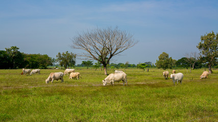 Obraz premium Cows grazing on a green summer meadow