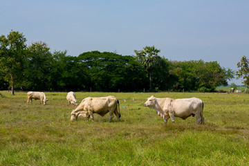 Obraz na płótnie Canvas Cows grazing on a green summer meadow