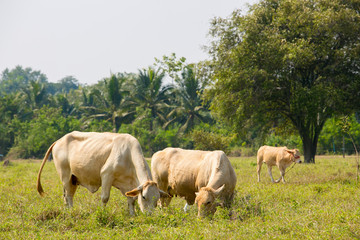 Obraz premium Cows grazing on a green summer meadow