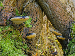 Wild mushrooms