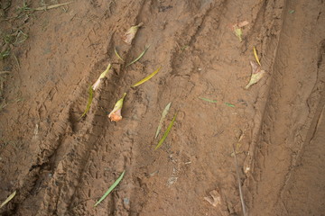 Ground level view horizontal MCU jungle road with flowers and stems after drying in the sun a bit