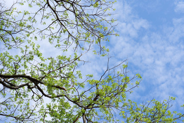 Trees and sky