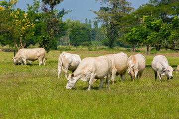 Naklejka na ściany i meble Cows grazing on a green summer meadow