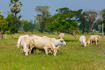 Cows grazing on a green summer meadow