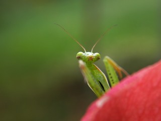 small green beetle hidden away on petals