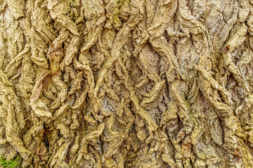 Tree bark
