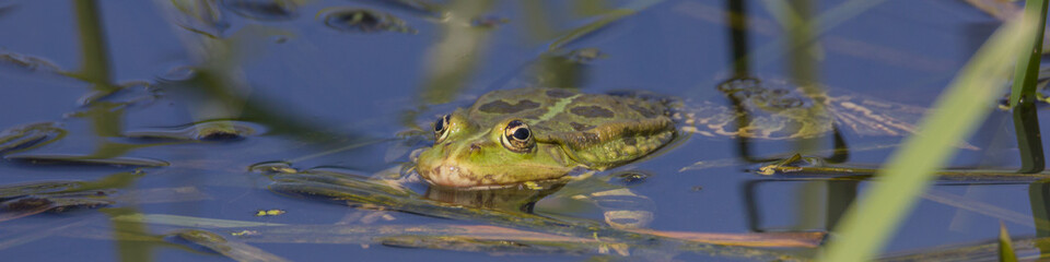 Wasserfrosch, Teichfrosch im See