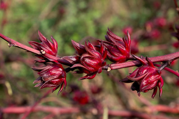 Roselle fruits (Hibiscus sabdariffa L.), Thailand
