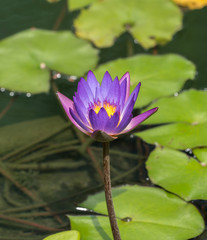 lotus