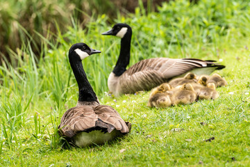 Kanadagänse behüten ihre Küken
