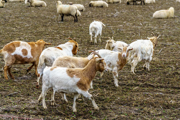 Obraz premium Flock of goats