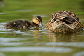 Mallard, Duck, Anas platyrhynchos - Female with nestling.