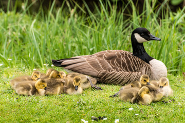 Kanadagans behütet ihre Küken