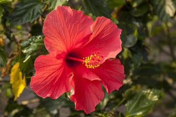 Red Hibiscus rosa-sinensis, close up view