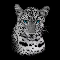 Selbstklebende Fototapete Panther Tiger