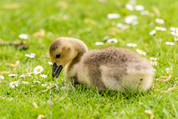 Süßes Gänseküken auf Wiese