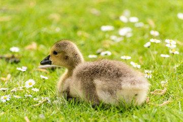 Süßes Gänseküken auf Wiese