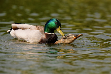 Mallard, Duck, Anas platyrhynchos - Copulation.