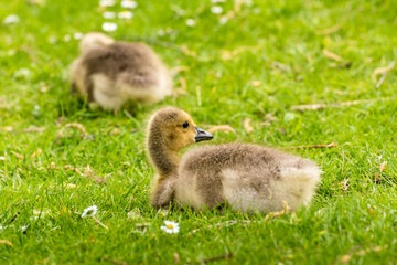 Gänseküken auf Wiese