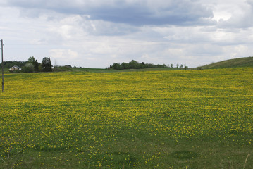 Field of yellow dandelions, overcast sky. Landscape.