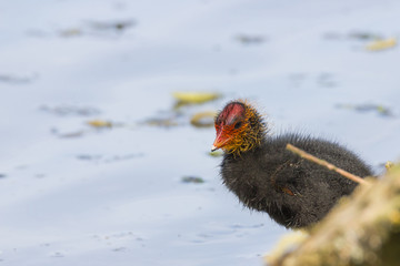 Blässhuhn,Fulica atra, Jungtier(e), Küken im Frühjahr 2016