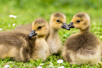 Gänseküken der Kandagans auf Wiese