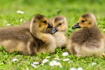 Gänseküken der Kandagans auf Wiese