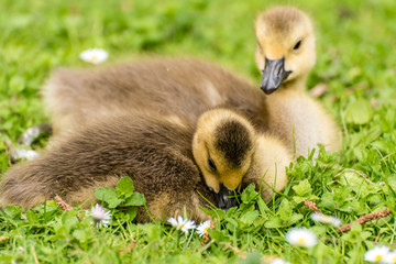 Gänseküken der Kandagans auf Wiese