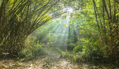 Sun Rays bamboo forest with sun shining down through mist created branches beautiful illuminates  wet ground create vitality for species living on ground jungle in Binh Duong, Vietnam    © huythoai