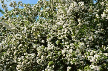 Viele Blüten blühen an sehr altem Apfelbaum