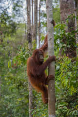 Fototapeta premium Nimble orangutan climbing a tree closer to the sky in the jungles of Indonesia (Borneo / Kalimantan)