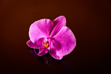 Elegant orchidea isolated © remore