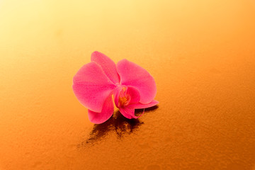 Elegant orchidea isolated