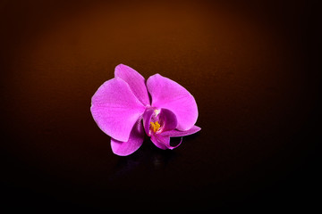 Elegant orchidea isolated
