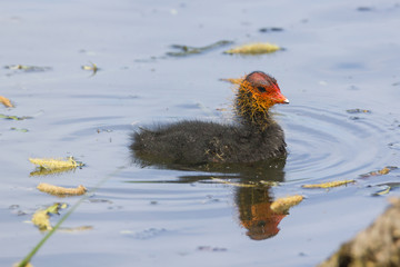 Blässhuhn,Fulica atra, Jungtier(e), Küken im Frühjahr 2016