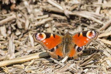Admiral, Schmetterling auf Stroh, Makro, Flügel offen