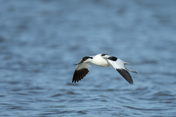 The pied avocet (Recurvirostra avosetta)