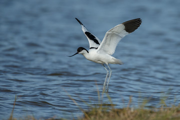 Fototapeta na wymiar The pied avocet (Recurvirostra avosetta)