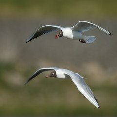 The black-headed gull (Chroicocephalus ridibundus) mating