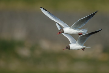 Obraz premium The black-headed gull (Chroicocephalus ridibundus) mating