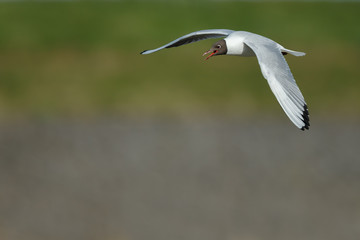 Black headed gull