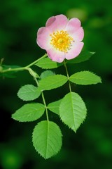 Rosa canina