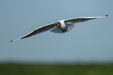 The black-headed gull (Chroicocephalus ridibundus)