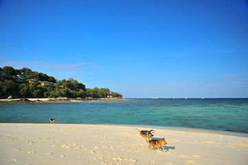 Dogs on the Beach