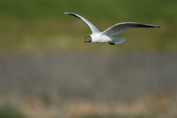 The black-headed gull (Chroicocephalus ridibundus)